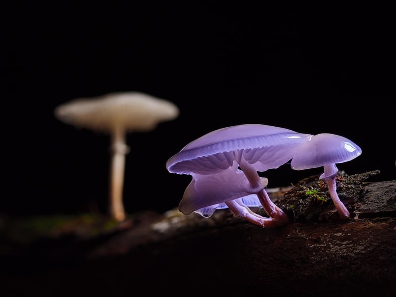 Mushrooms in a basket